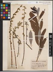 Foto von Salix discolor Muhl.